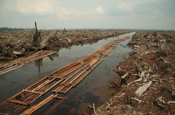 Skogsskövling i torvrik mark i den indonesiska provinsen Riau år 2006 för anläggande av palmoljeplantage
