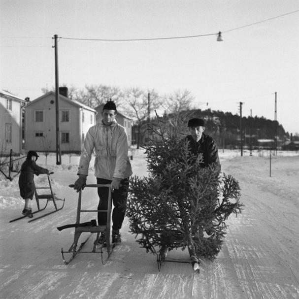 <span><span>Julgranstransport på Norrböle, Skellefteå, år 1951.</span></span>