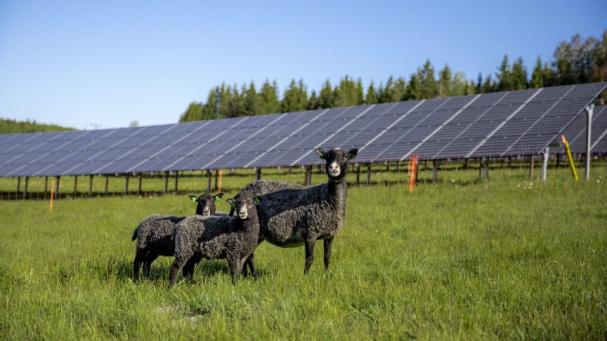 I Solhagen i Torphyttan lever fåren i symbios med solpanelerna.