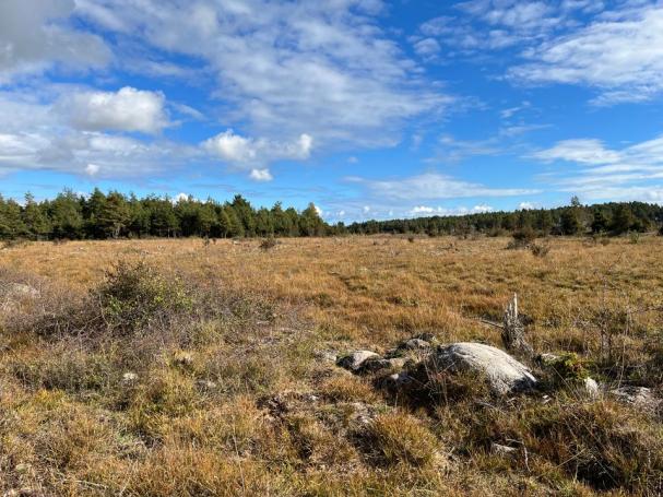 På den här betesmarken planeras för Skedemosse PV, solparken.