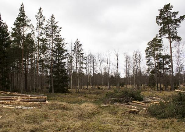 Förberedelserna inför bygget av Bredstorp Solpark har startat. Träd tas ned för att ge plats och ljus till solpanelerna.