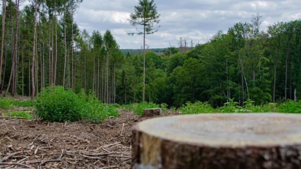 Fram till 2030 finns stor outnyttjad potential hos den svenska skogen.